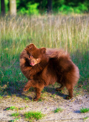 Amazing portrait of a young dog (Pomeranian) during sunset in the grass. Spitz cheerful in the grass.