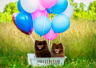 Pomeranian Spitz sitting in a basket with balloons. Beautiful portrait of Spitz with balloons.