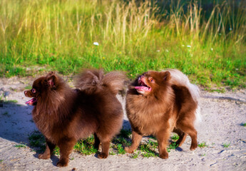Amazing portrait of 2 dog (Pomeranians) during sunset in the grass. Spitzs cheerful in the grass.