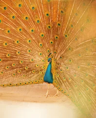 Fotobehang Peacock with open golden tail © Anastaciia