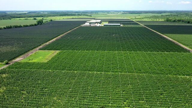 A View Of The Seedlings Of Trees From The Air, Flying Over Tree Seedlings, A Garden Center