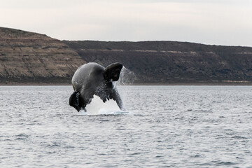 Southern Right Whale, Eubalaena australis, breaching, Nuevo Gulf, Valdes Peninsula, Argentina, a...