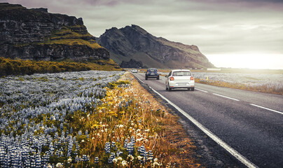 Tipical Icelandic scenery. Iceland travel nature landscape during sunset. Asphalt road blooming...