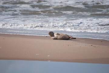 Kegelrobbe, Nordsee, Strand