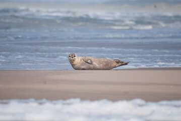 Robbe an der Nordsee -Sandstrand, Meer und Wellen