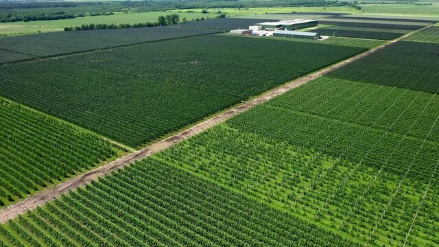 A View Of The Seedlings Of Trees From The Air, Flying Over Tree Seedlings, A Garden Center