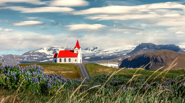 Panoramic view on tipical Icelandic Landscape with Incredible sky. Wonderful view on famous  Ingjaldsholl church and Blooming lupine flowers on foreground. Amazing nature of Iceland. wild area image.