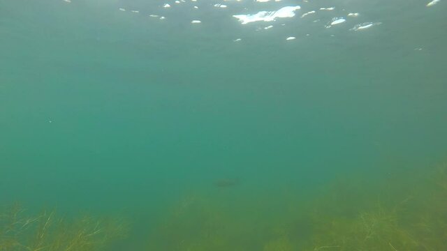 Tench, Tinca Tinca Fish Swimming Underwater in Blue Water