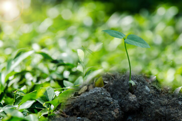 young green plant in soil