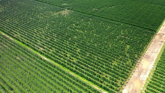 A View Of The Seedlings Of Trees From The Air, Flying Over Tree Seedlings, A Garden Center