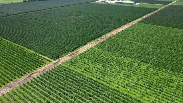 A View Of The Seedlings Of Trees From The Air, Flying Over Tree Seedlings, A Garden Center