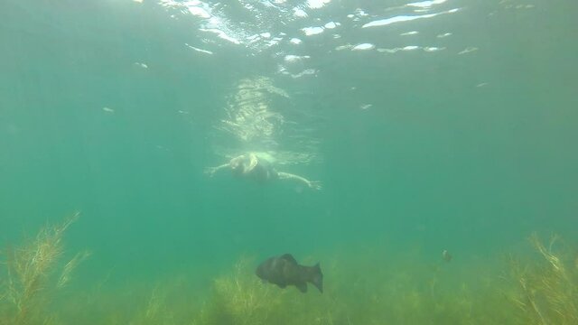 Tench, Tinca Tinca Fish in shallow water below a swimming man