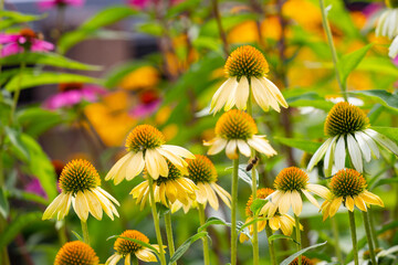 close-up of white coneflowers (echinacea) in full bloom with yellow and purple coneflowers in a blurry background