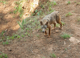 Iberian wolf , Canis lupus signatus, between trees in the forest in summer season.
