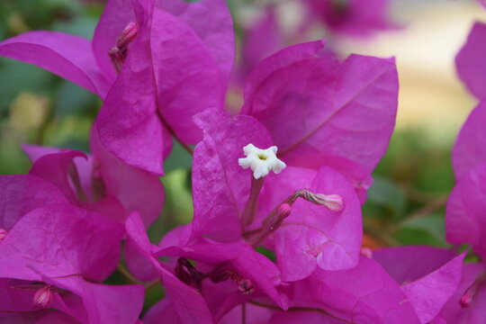 imagen fotogr&aacute;fica de alta calidad mostrando la flor trinitaria