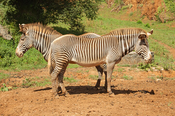 Fototapeta na wymiar A couple of zebras showing their striped skin