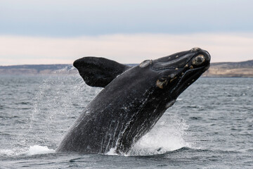 Southern Right Whale, Eubalaena australis, breaching, Nuevo Gulf, Valdes Peninsula, Argentina, a UNESCO World Heritage site. © wildestanimal