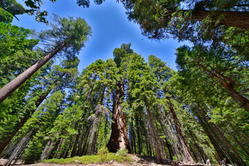 Riesenbäume im Sequoia National Forest, Kalifornien, USA