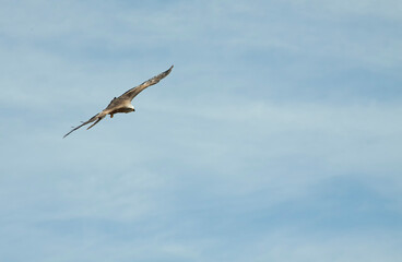 A hawk flies in the blue sky stalking some prey.