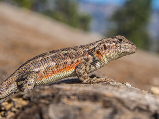 Zaunleguan (Sceloporus undulatus) im Sequoia National Forest, Kalifornien, USA