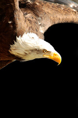 Detail of an American Bald Eagle in flight