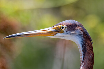 Tricolored Heron