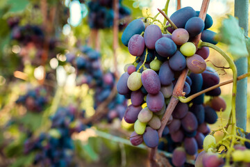 Crop of table grapes on ecological farm. Big bunches of blue delight grape hanging in garden