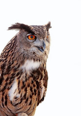 portrait of an eagle owl on white background