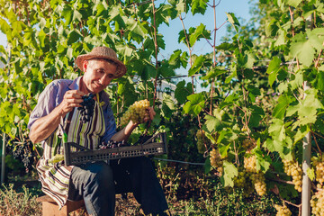 Farmer picking crop of grapes on ecological farm. Happy senior man holding buches of green and blue grapes
