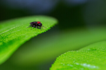 Sawfly On Green Leaf