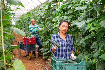 Obraz premium Focused Latina working in farm glasshouse in spring, harvesting fresh green cucumbers. Growing of industrial vegetable cultivars