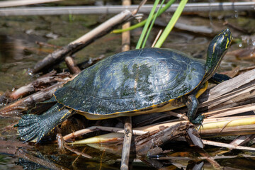 turtle sunning