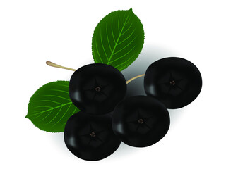 Branch of black chokeberry (Aronia melanocarpa) with green leaves isolated on white background.