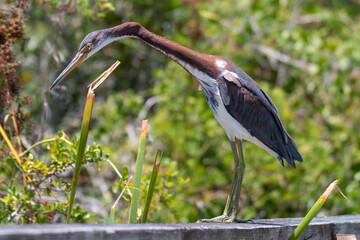tricolored heron