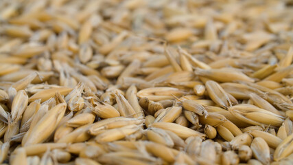 Ripe raw oat grains close up