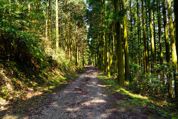 Footpath go in through a forest in Fukuoka prefecture, JAPAN.