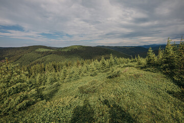 Obraz premium A herd of sheep grazing on a lush green field
