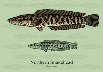 Northern Snakehead. Vector illustration with refined details and optimized stroke that allows the image to be used in small sizes (in packaging design, decoration, educational graphics, etc.)
