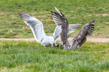 Westm&ouml;we (Larus occidentalis) streiten um Beute, San Francisco, Kalifornien, USA