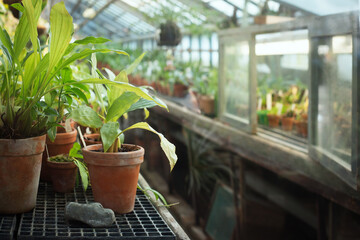 Potted tropical plants in the hothouse