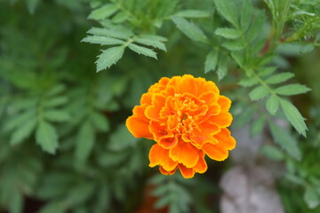 imagen fotográfica de alta calidad mostrando un clavel naranja