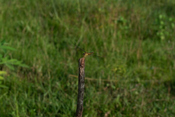 dragonfly on the grass