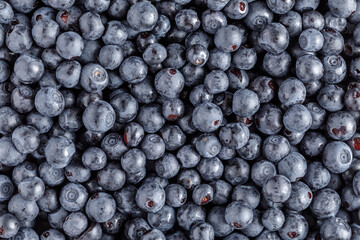 fresh organic forest blueberries background
