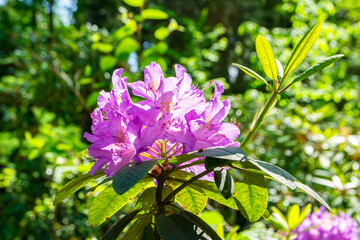 Purple rhododendron blooming in spring, Arboretum Mustila, Finland