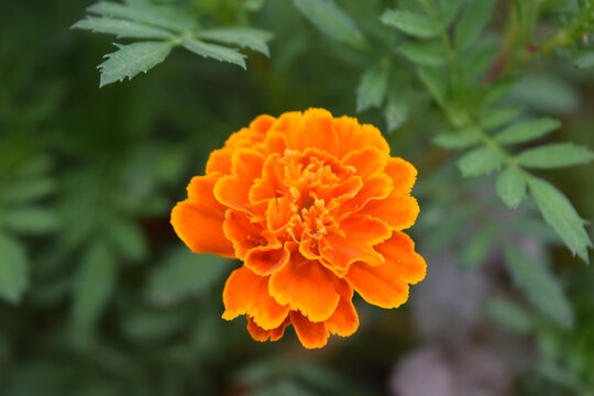 imagen fotogr&aacute;fica de alta calidad mostrando un clavel naranja