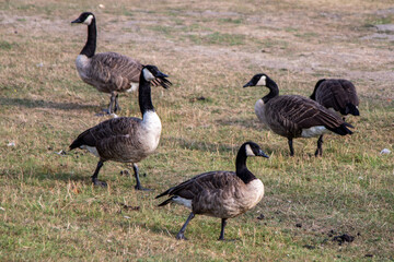 canada geese on a dry meadow in a park