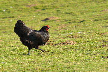 Australorp Hühner auf einem Bauernhof	