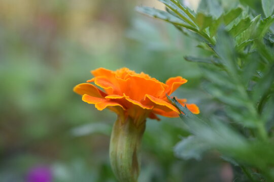 imagen fotogr&aacute;fica de alta calidad mostrando un clavel naranja