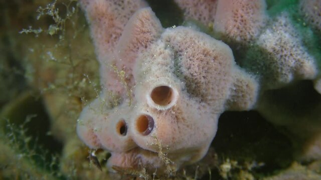 Pink Horny sponge (Haliclona sp.) on mussel shells, closeup.