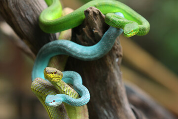 Obraz premium Several pit vipers hanging from the tree ready to attack.